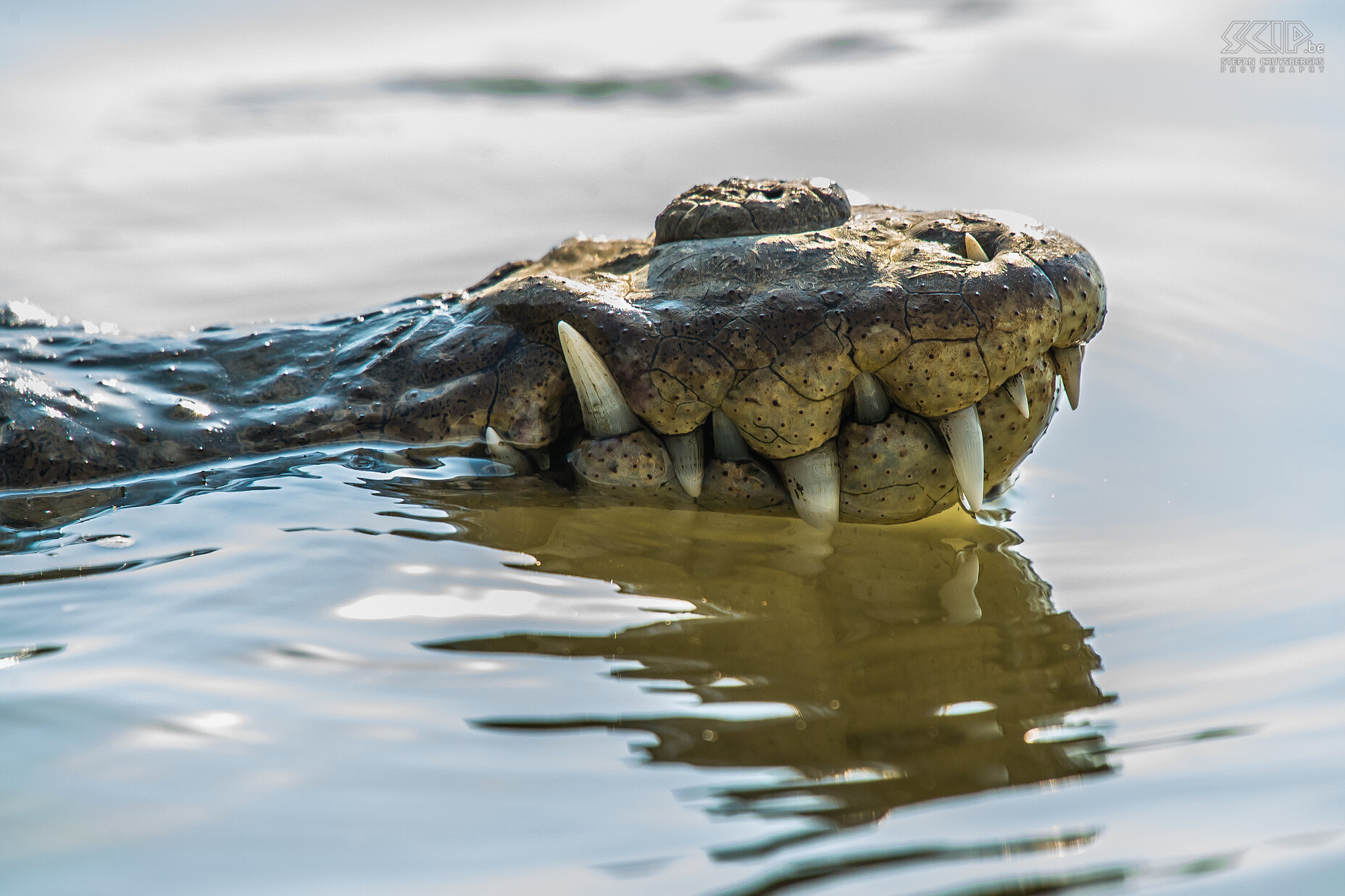 Tarcoles rivier - Closeup krokodil In de buurt van het nationale park van Carara en de stad Tarcoles maakten we een privé boottocht op de rivier Tarcoles en kwamen ook heel dicht bij de Amerikaanse krokodillen.<br />
 Stefan Cruysberghs